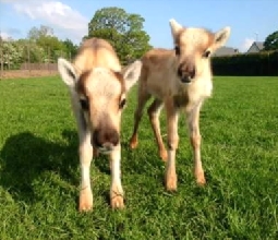 Baby reindeer calves at Willow Brook Reindeer Lodge