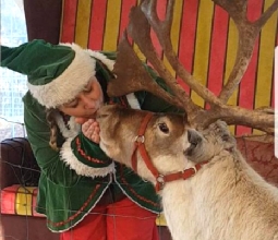 Reindeer and elf kisses, reindeer rental display