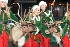 Reindeer and Elf display team on hire
